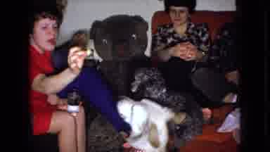 Wellsburg Iowa (1965): Child Surrounded By Family Feeding And Playing With Dogs In