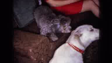 Wellsburg Iowa (1965): Two Dogs On A Sofa