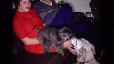 Wellsburg Iowa (1965): Two Dogs Playing On The Laps Of Their Owners.
