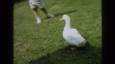 Wellsburg Iowa (1965): A Young Girl And Her Pet Duck Seem To Be Two Very Close