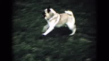 Wellsburg Iowa (1965): A Person Playing Fetch With Their Pug.