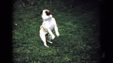 Wellsburg Iowa (1965): Pug Playing With It's Own And Then Peeing