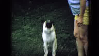 Wellsburg Iowa (1965): Pug Owner Training Command Treats Sitting Yard