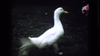 Wellsburg Iowa (1965): Duck Runs From Pug Dog On Leash