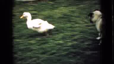 Wellsburg Iowa (1965): Dog On A Leash Chases Duck Through The Neighborhood On A