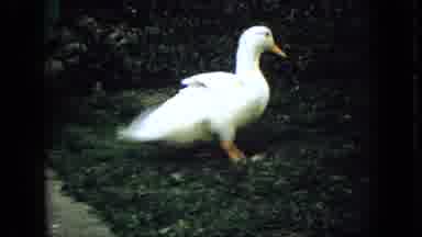 Wellsburg Iowa (1965): Hippie Man Throws A Goose On The Floor And Also Has A