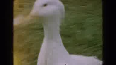 Wellsburg Iowa (1965): A Goose And Women Marching In A Parade With Crowds Of