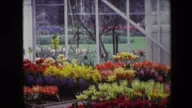Amsterdam Netherlands (1967): Beautiful Indoor Garden Flowers