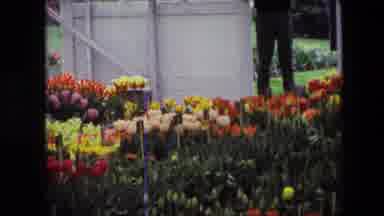 AMSTERDAM NETHERLANDS-1967: Vibrant Tulip Garden in Full Bloom