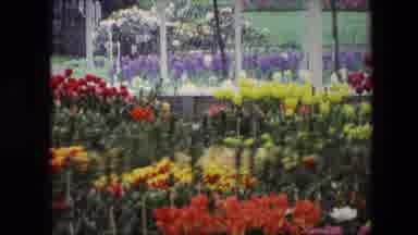 Amsterdam Netherlands (1967): Colorful Flowers