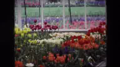 Amsterdam Netherlands-1967: Flower Market Selling Tulips