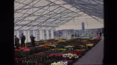 Amsterdam Netherlands (1967): People Walking Through A Greenhouse Looking At