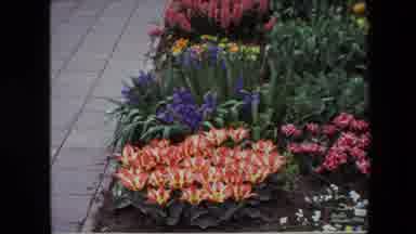 AMSTERDAM NETHERLANDS-1967: Beautiful Garden Full Of Colorful Flowers
