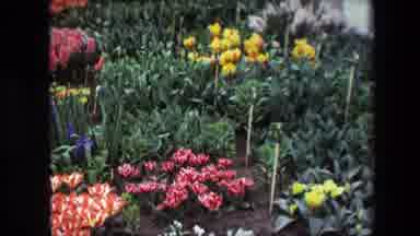 Amsterdam Netherlands (1967): Garden With Variety Of Plants And Different Coloured