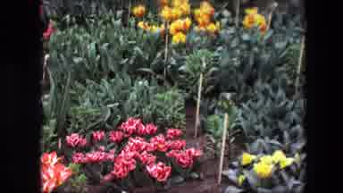Amsterdam Netherlands (1967): Picture Of Different Color Flowers