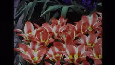 Amsterdam Netherlands (1967): Close Up Of Red, White And Yellow Landscaping