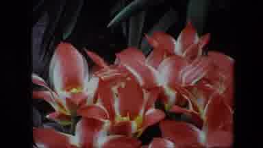 Amsterdam Netherlands (1967): Beautiful Flowers Being Grown At A Nursery