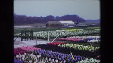 Amsterdam Netherlands (1967): A Field Of Multicolored Tulips