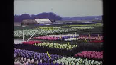 Amsterdam Netherlands (1967): A Multi Colored Field Of Flowers In Bloom