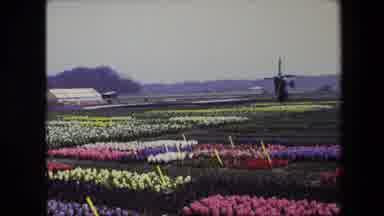 Amsterdam Netherlands (1967): Beautiful Tulip Field Of Multiple Colors Surrounding