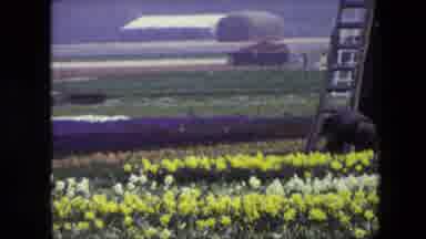 Amsterdam Netherlands (1967): Gorilla Roaming Free In Meadow Full Of Flowers.