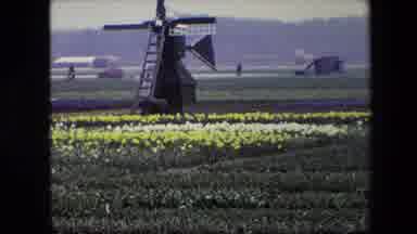 Amsterdam Netherlands (1967): Showing A Farm Field