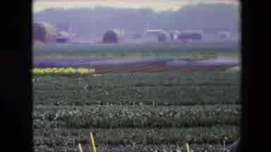 Amsterdam Netherlands (1967): Flowers Of Various Colors In The Middle Of A Farm