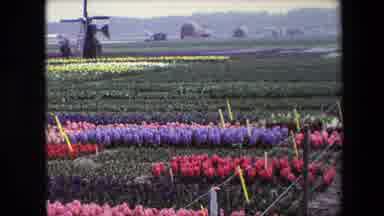 AMSTERDAM NETHERLANDS-1967: Spring In The Countryside With Windmill And Flower Fields