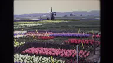 Amsterdam Netherlands-1967: Field Of Multiple Types Of Tulips With An Old Windmill