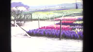 Amsterdam Netherlands (1967): Flowers Growing In Garden Nursery Field With
