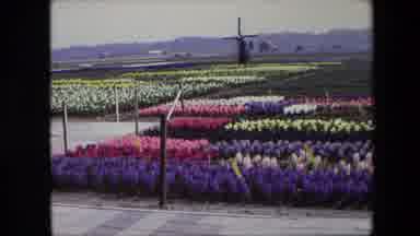 Amsterdam Netherlands (1967): A Field Of Tulips In Holland
