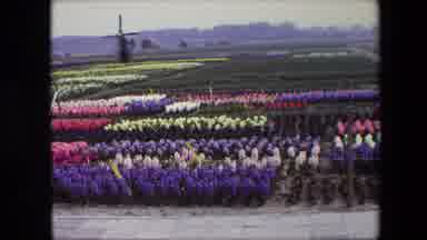 Amsterdam Netherlands (1967): Beautiful Flowers Growing On A Farm.