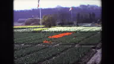 Amsterdam Netherlands (1967): Single Orange Flower Crop In The Middle Of A Bunch
