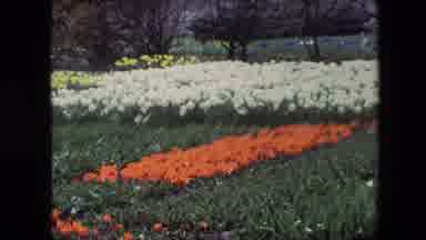 Amsterdam Netherlands (1967): Tulip Field