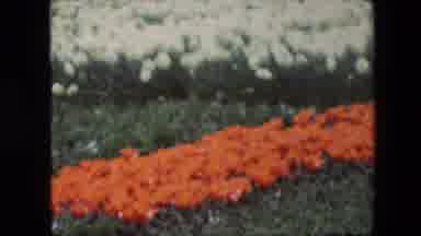 Amsterdam Netherlands (1967): Multiple Different Flowers Outside In Field