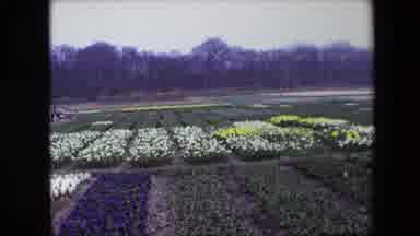 Amsterdam Netherlands (1967): Garden Grove