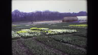 Amsterdam Netherlands-1967: Flower Plantation with Daffodils and Greenhouse