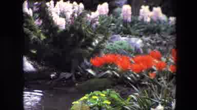 Amsterdam Netherlands (1967): Idyllic Garden Pond