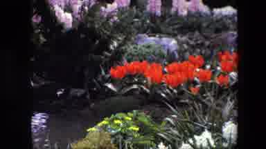 Amsterdam Netherlands (1967): Aged Woman Intrigued By Fountain Nurturing Blooming