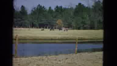 Arizona (1967): Livestock Graze In A Pasture With A Water Source And Fenced With