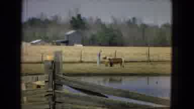 Arizona (1967): Cattle Farm With Happy Children Running Around Fences