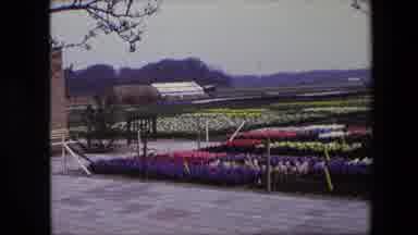 Brussels Belgium (1967): Field With Flowers Of Different Colors