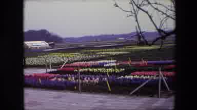 BRUSSELS BELGIUM-1967: Fields Of Flowering Tulips And Other Bulb Flowers