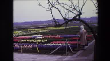 Brussels Belgium (1967): Individual Inspecting Growing Grounds Of Flowers