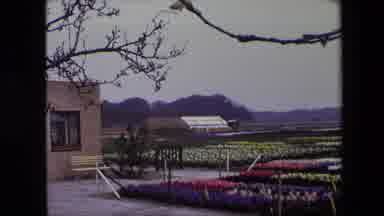 Brussels Belgium (1967): Flower Garden