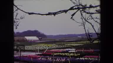 Brussels Belgium (1967): Flower Garden Countryside