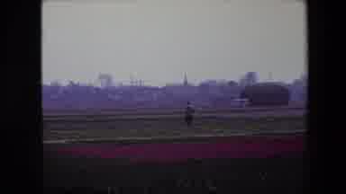 Brussels Belgium (1967): A Man Walks In A Field Of Pink Flowers