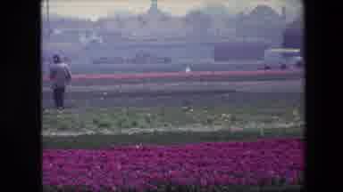BRUSSELS BELGIUM-1967: Man Walking Through Flower Farm With Turf Rolls In The Background