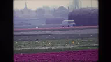 BRUSSELS BELGIUM-1967: Man Standing In Tulip Field On Outskirts Of Town