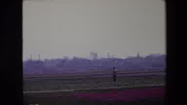 BRUSSELS BELGIUM-1967: A Person Standing Alone in a Tulip Field